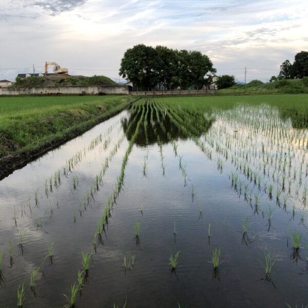 田植え　がんばりました〜😊