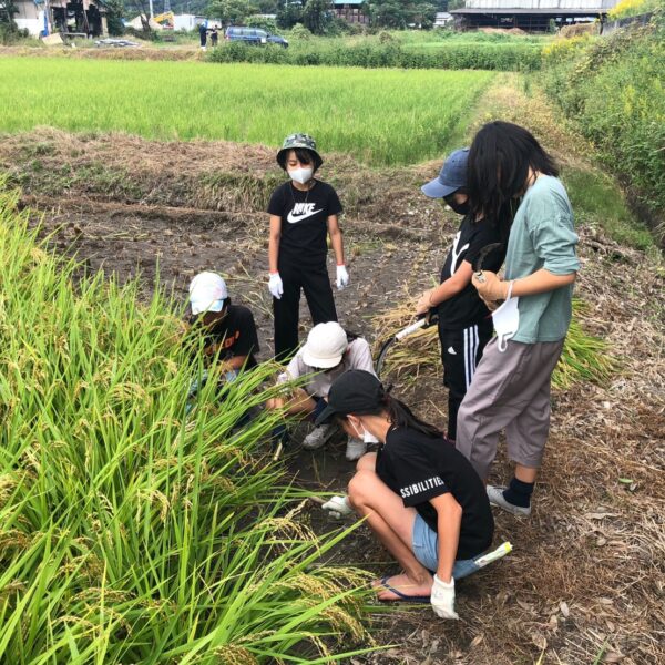 ちびっ子稲刈り農業体験