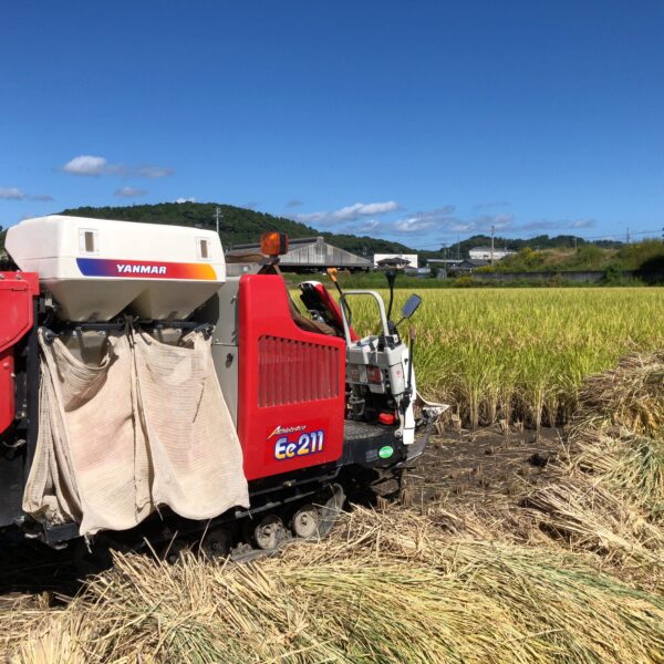 初チャレンジ無農薬稲作栽培の稲刈り日