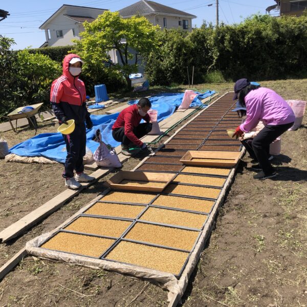 晴天の中　もみまき