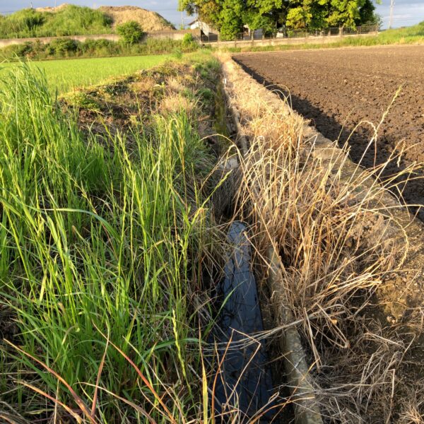 上流の水路の整備をしていたら