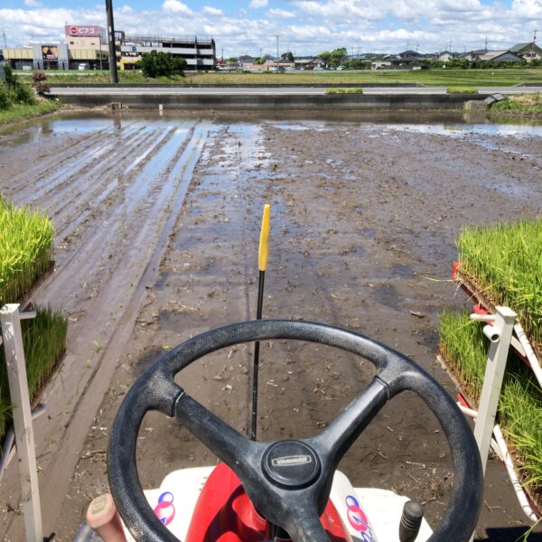 西風が強い中、田植え再開