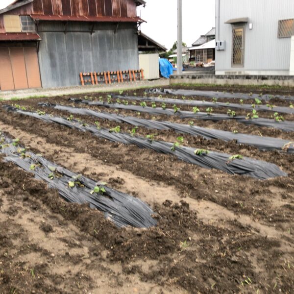 サツマイモ苗植え。最初の朝晩の水やりが肝心