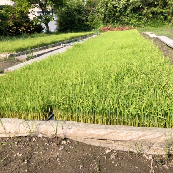 明日は三反の田んぼの田植えをやります❗️