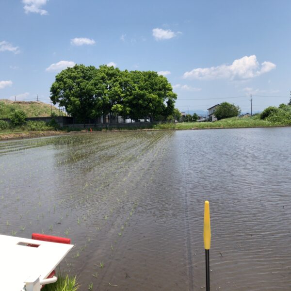 絶好の農作業日和に田植え