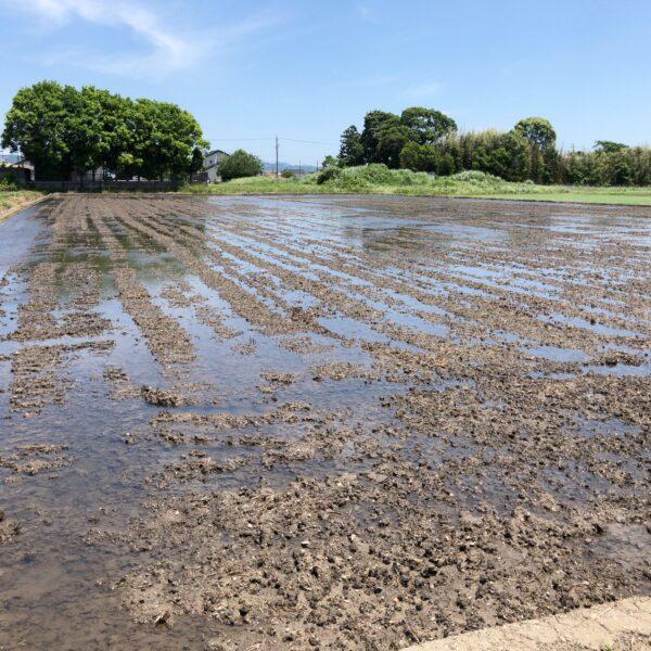 田んぼに水を入れてしろかき準備