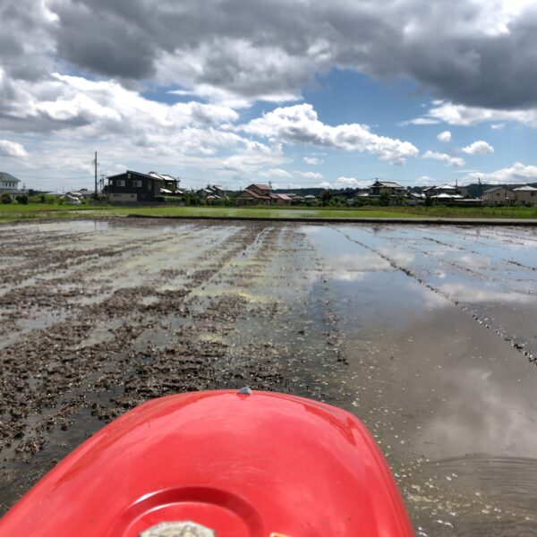 ５月３１日しろかきをやりましたが