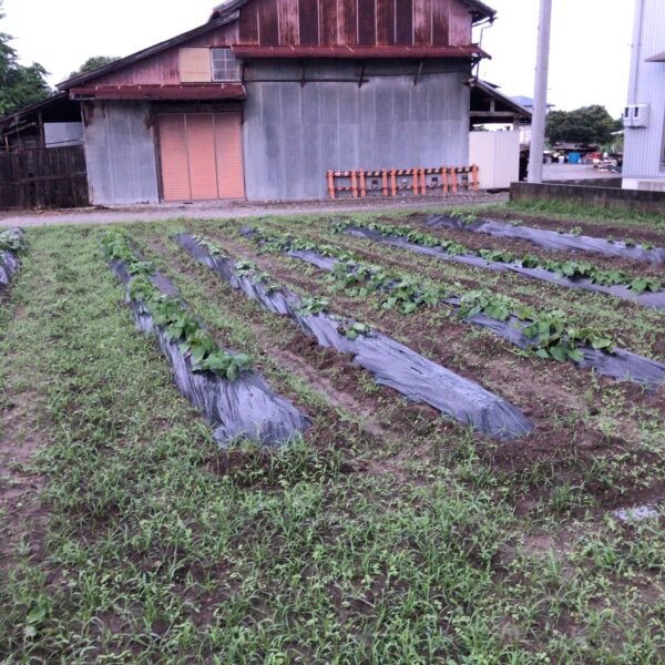 ここのところの雨で草も勢いよく