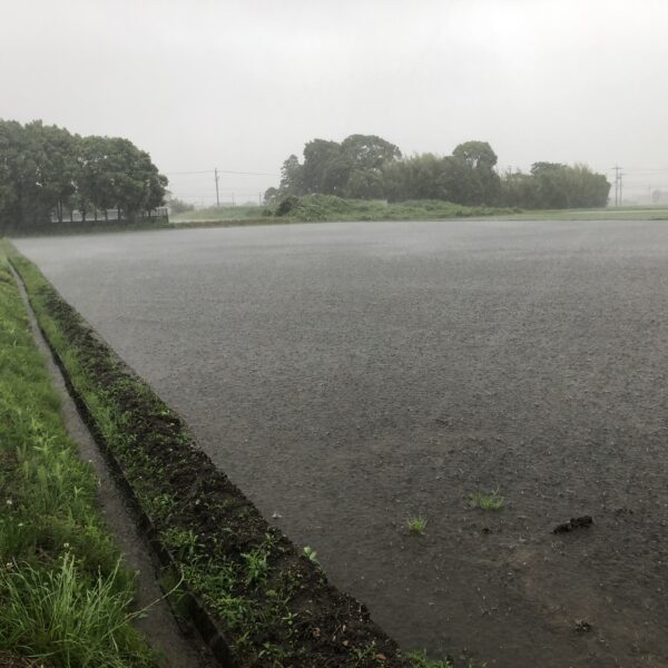 稲に関係してすごい雨。台風2号と梅雨前線