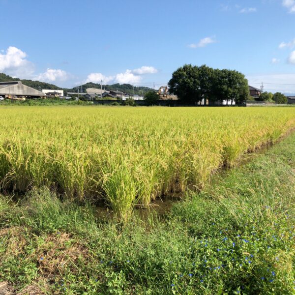 稲刈り１０月７日土曜日に行います