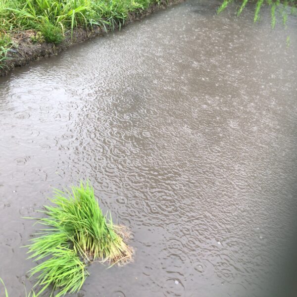 土砂降りの中、補修手植え