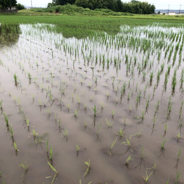 三反の田んぼ手植え修復終了