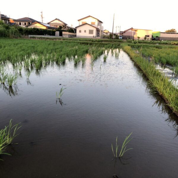 大雨の後