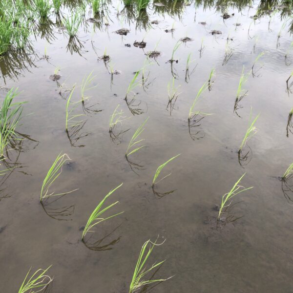 せっかくの手植え修復も