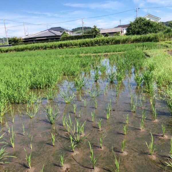 雷が鳴り梅雨明け