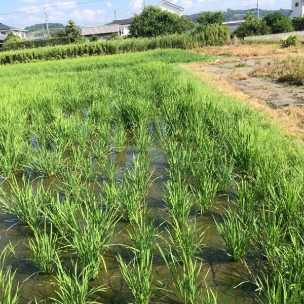 一反田んぼ　中干しやらないで間断灌水