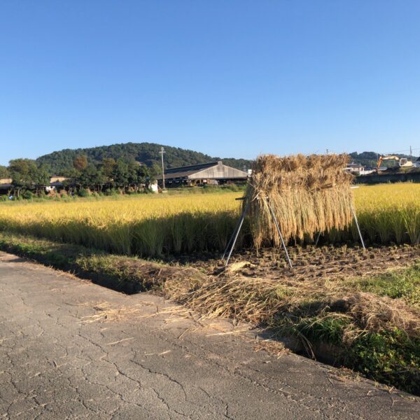 今週金曜日の天気があやしい