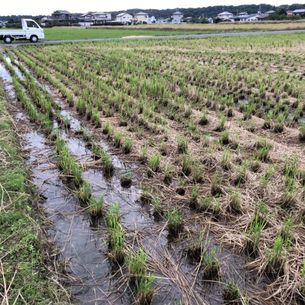 稲刈り後の雨