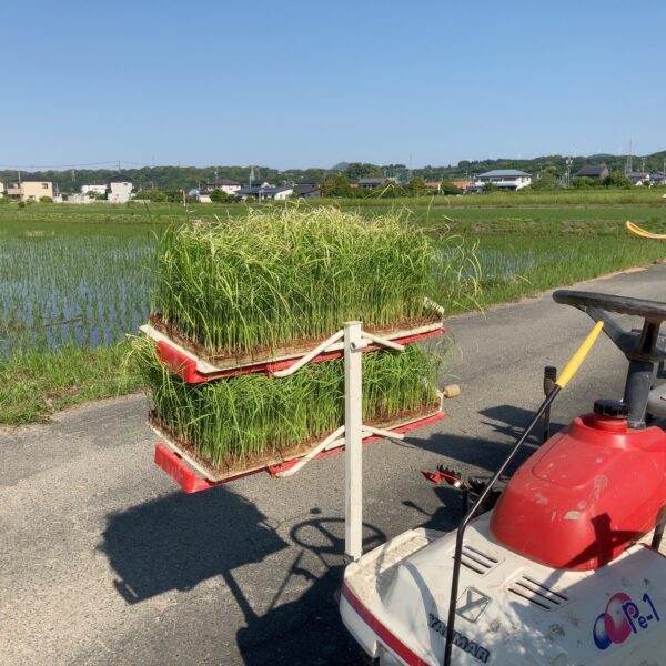 絶好の田植え日和