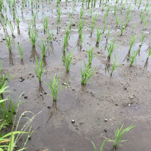 手植えで踏ん張るしかない