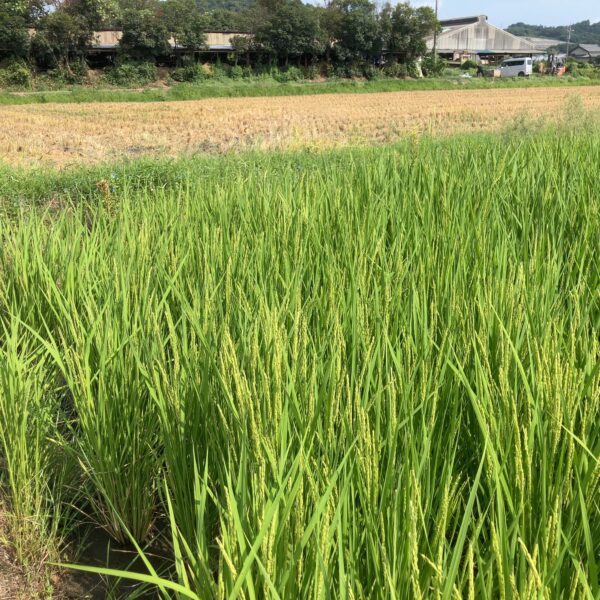 出穂しました